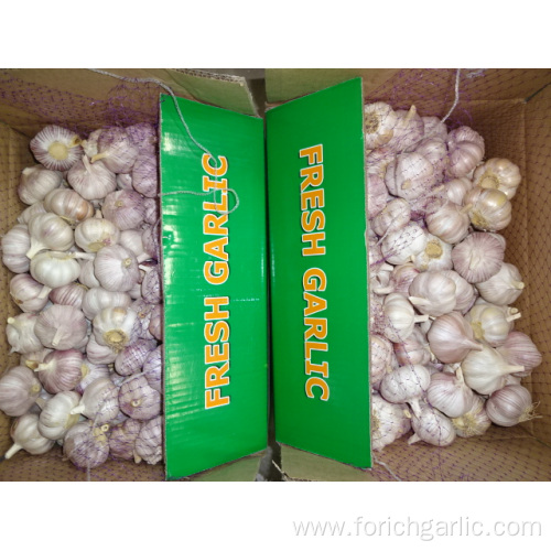 High Quality Normal White Garlic